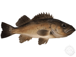Black Rockfish